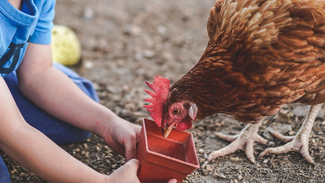 Kind füttert Huhn aus Becher